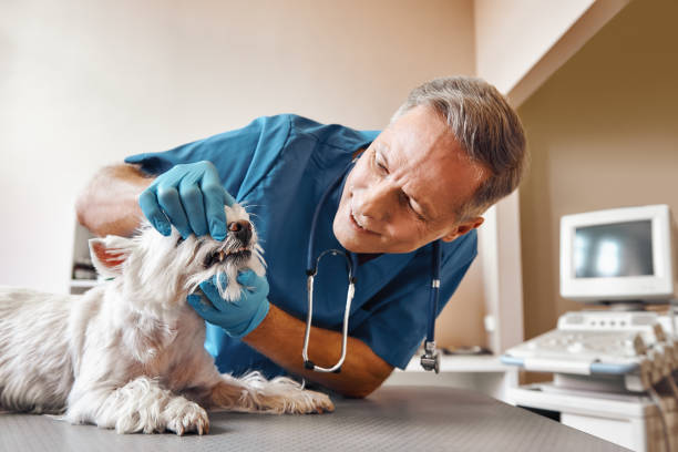 Best Mobile Emergency Dentist in Roosevelt, NJ